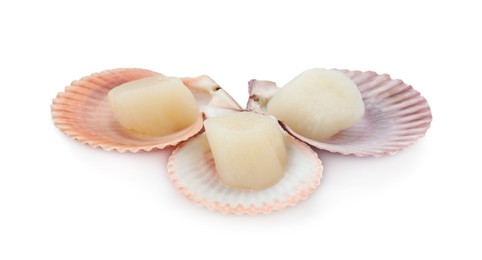 Fresh raw scallops in shells isolated on white