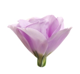 Beautiful fresh Eustoma flower on white background