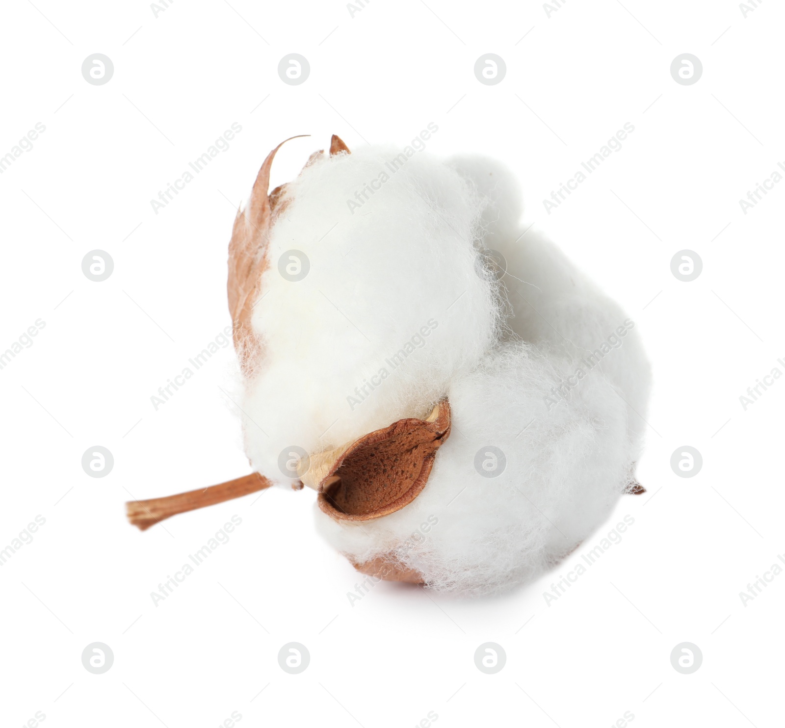 Photo of Beautiful fluffy cotton flower isolated on white