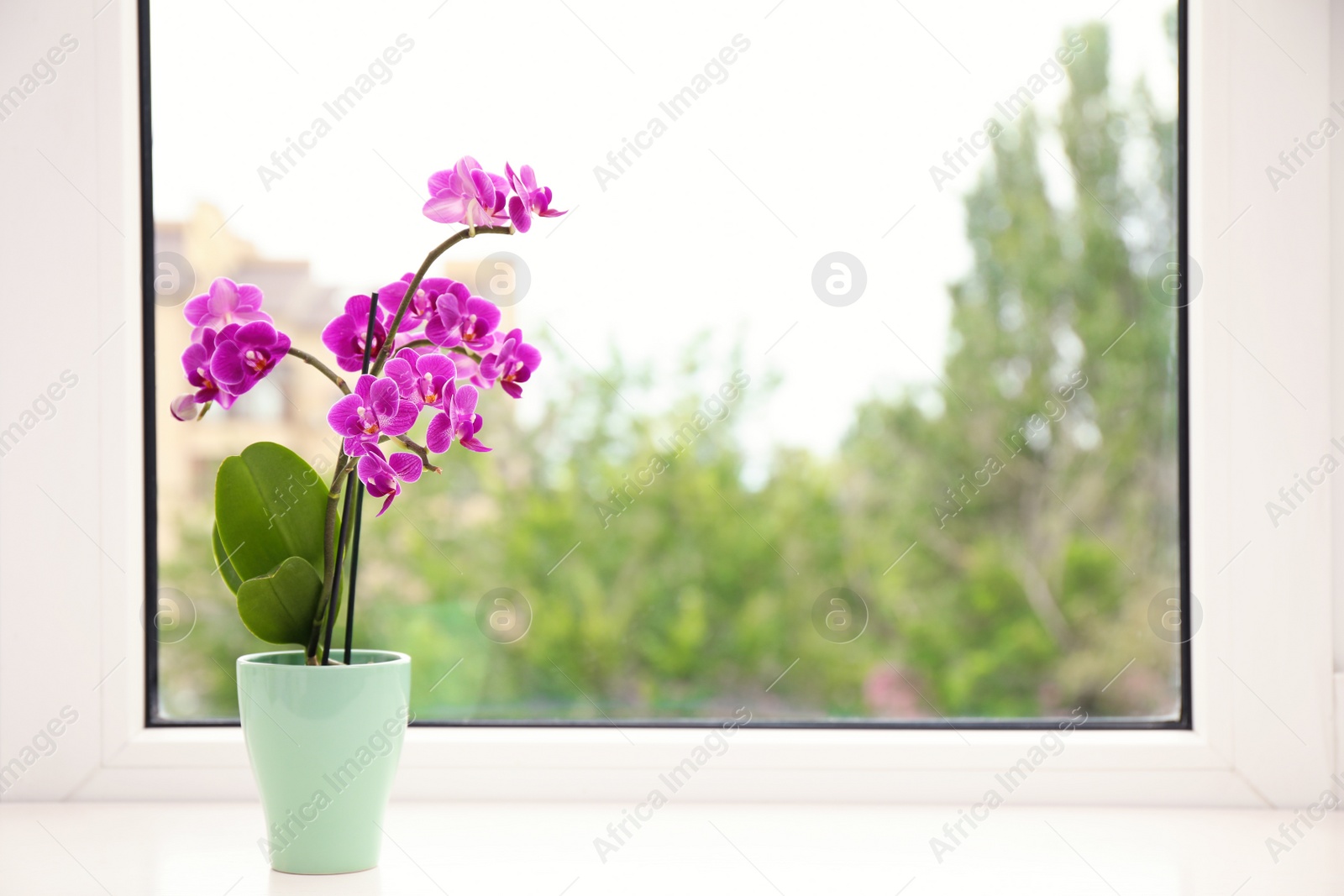 Photo of Flowerpot with blooming orchid on windowsill indoors, space for text