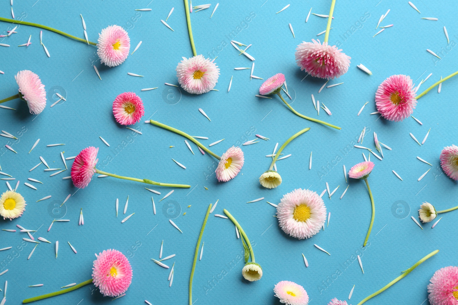 Photo of Flat lay composition with spring daisy flowers on color background