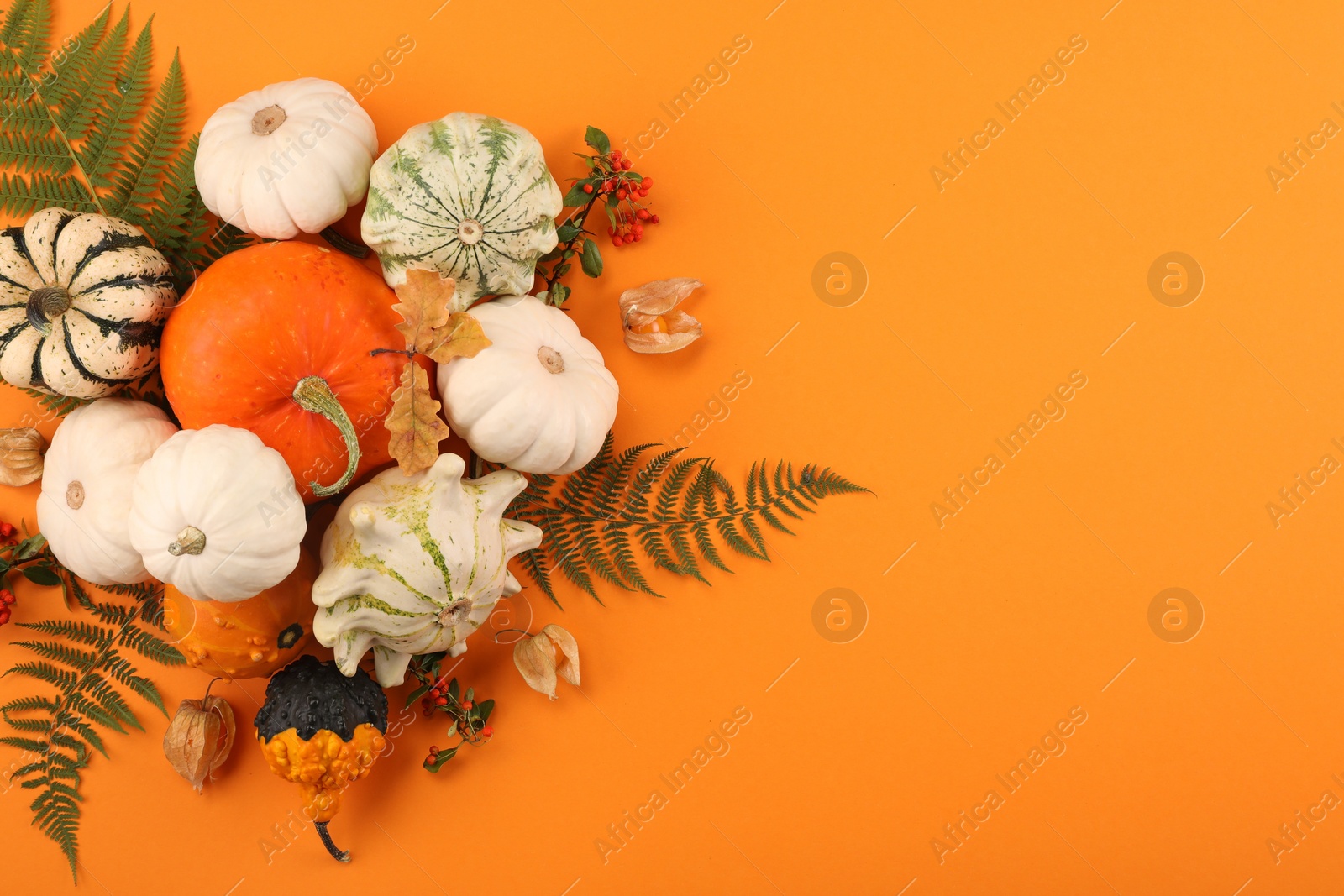 Photo of Flat lay composition with different ripe pumpkins on orange background. Space for text