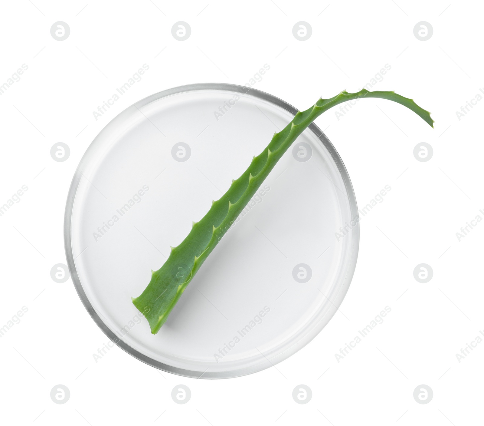 Photo of Petri dish with aloe plant isolated on white, top view