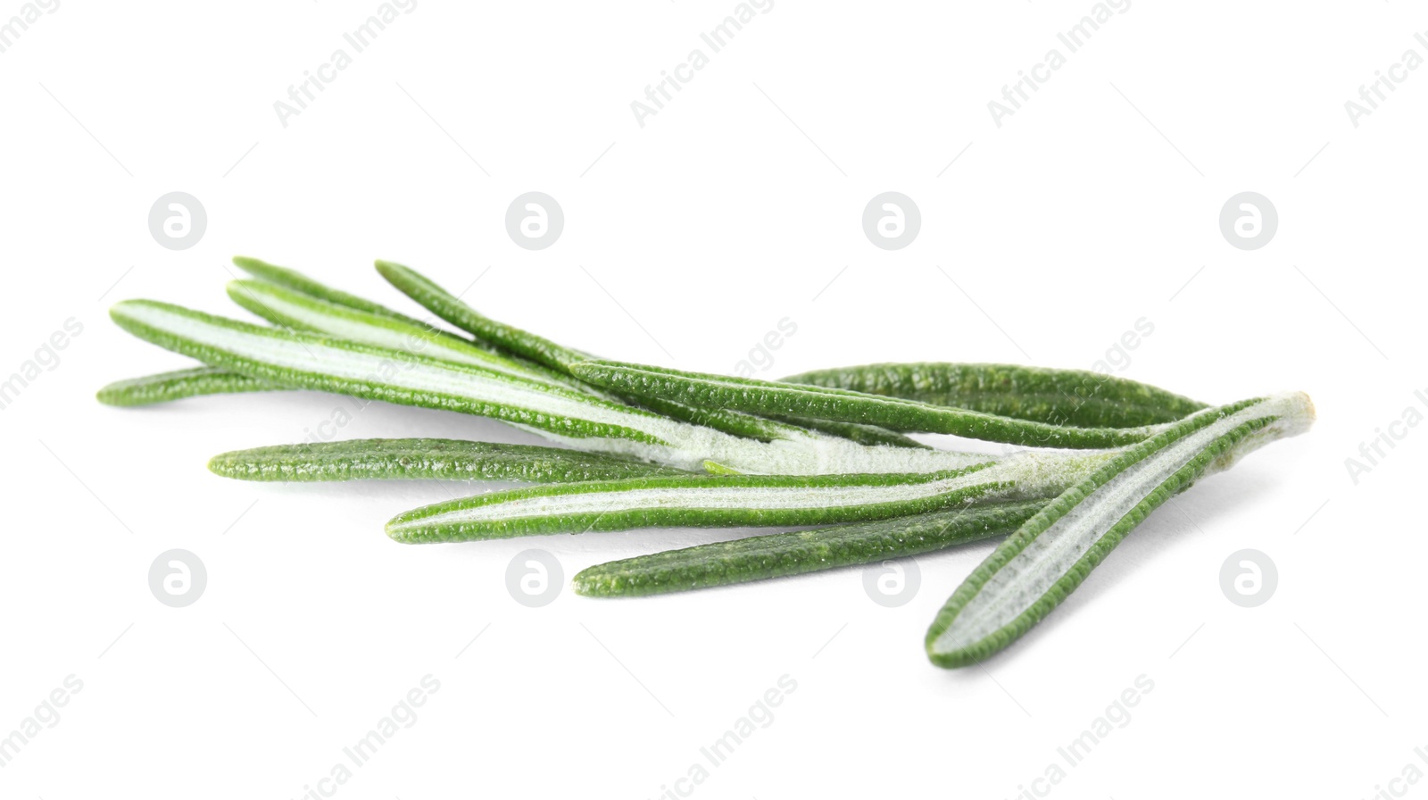 Photo of Fresh green rosemary twig on white background