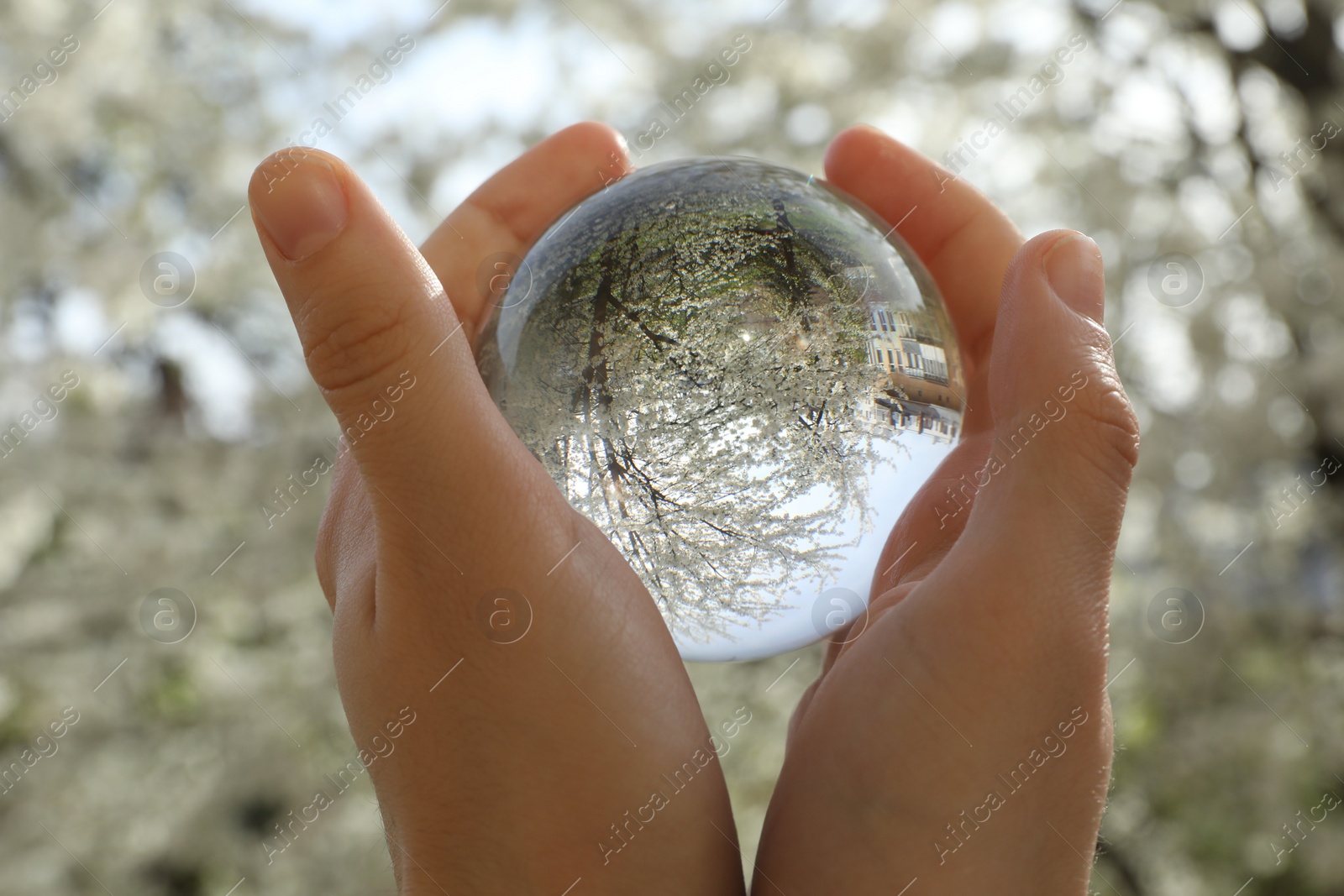Photo of Beautiful tree with white blossoms outdoors, overturned reflection. Man holding crystal ball in spring garden, closeup