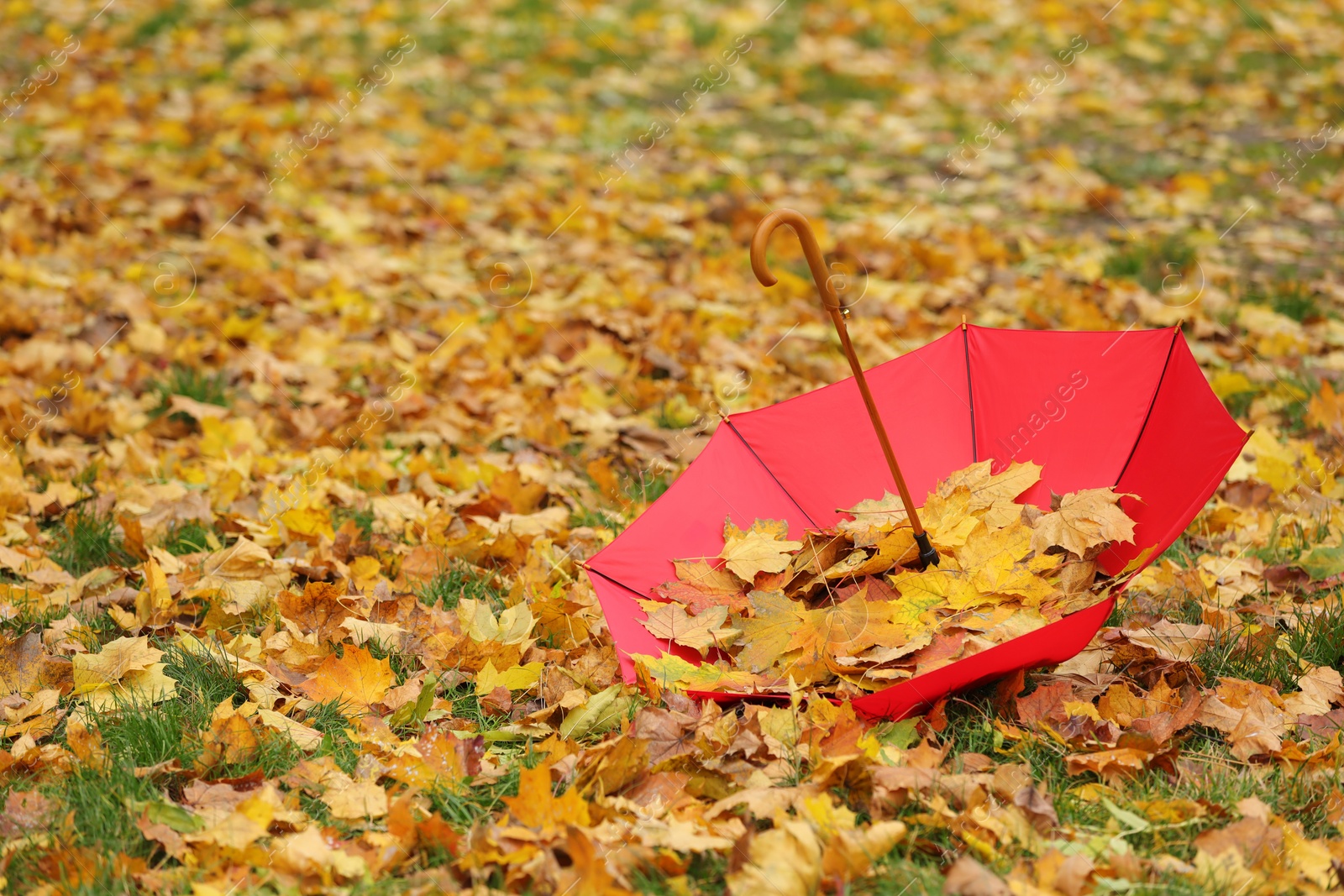 Photo of Open umbrella with fallen autumn leaves on grass in park, space for text