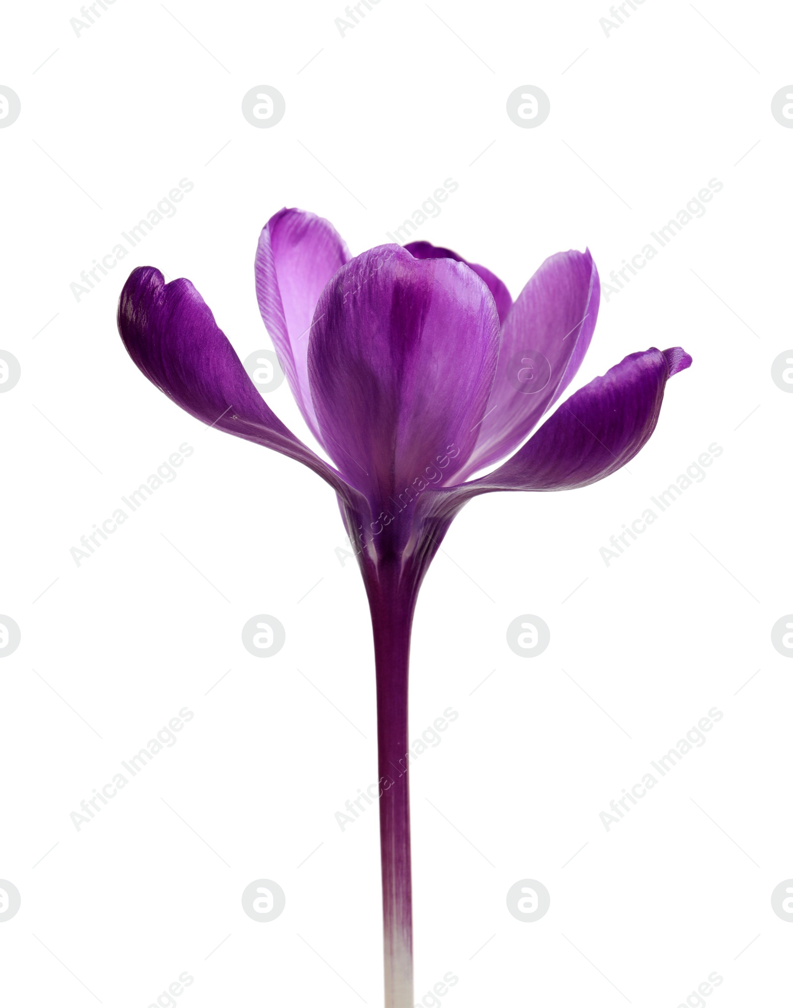 Photo of Beautiful spring crocus flower isolated on white