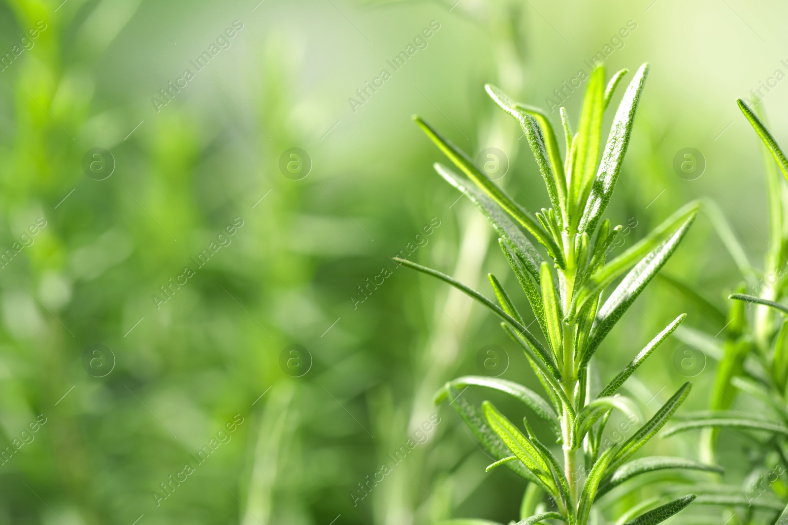 Photo of Twig of fresh rosemary on blurred background, closeup. Space for text