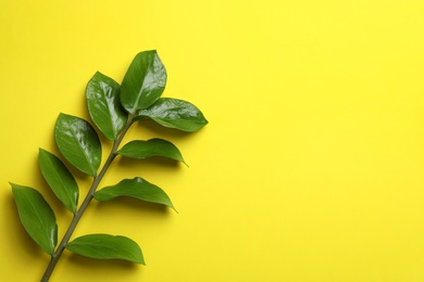 Photo of Branch of tropical zamioculcas plant with leaves on color background, top view. Space for text