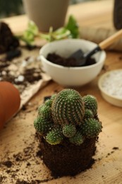 Photo of Houseplants and gardening tools on wooden table