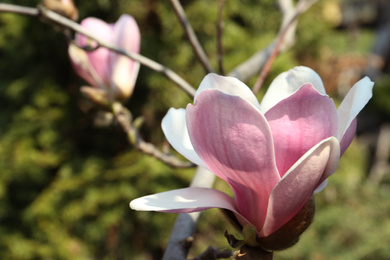 Closeup view of blossoming magnolia tree outdoors on spring day