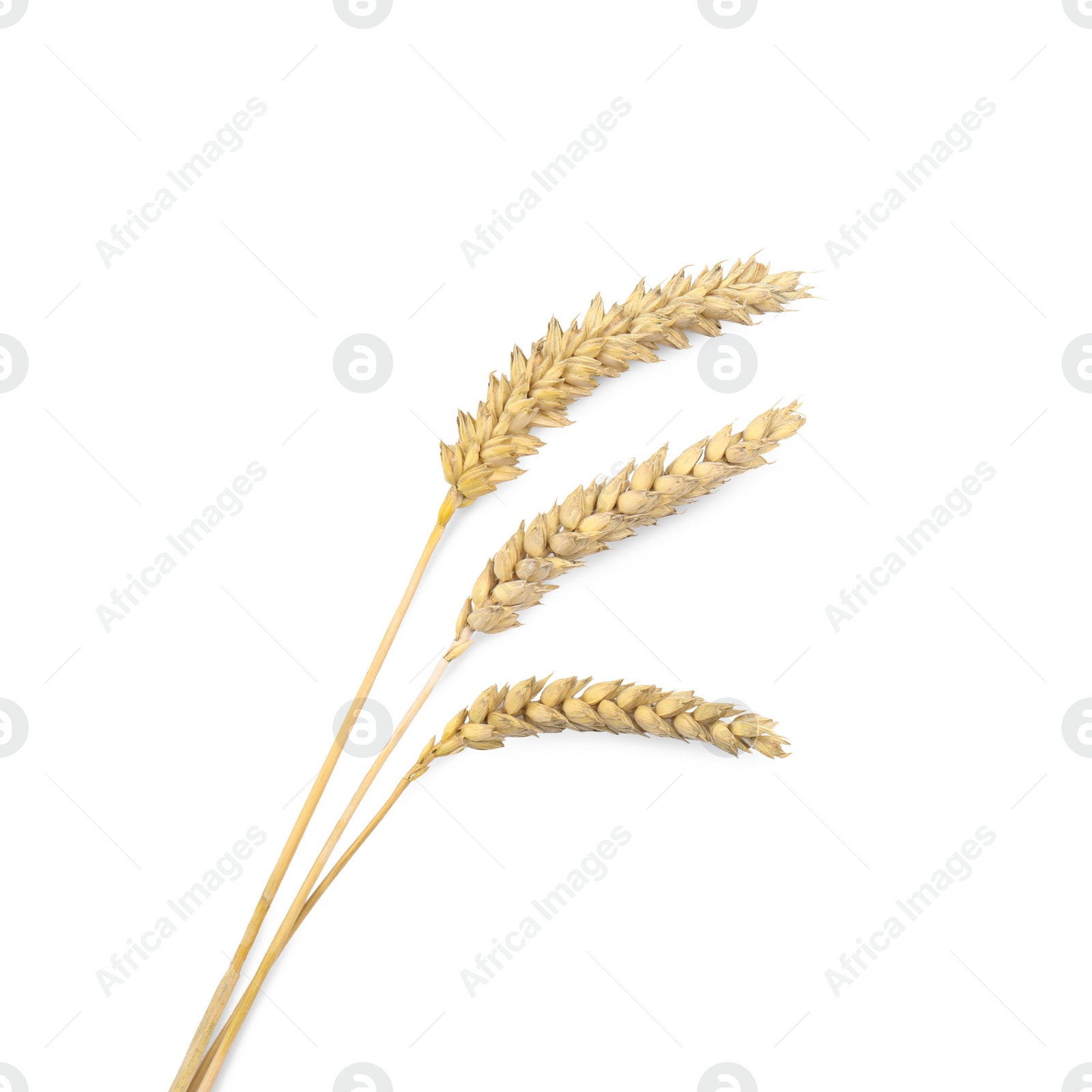 Photo of Dried ears of wheat on white background, top view