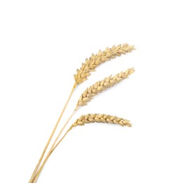 Photo of Dried ears of wheat on white background, top view