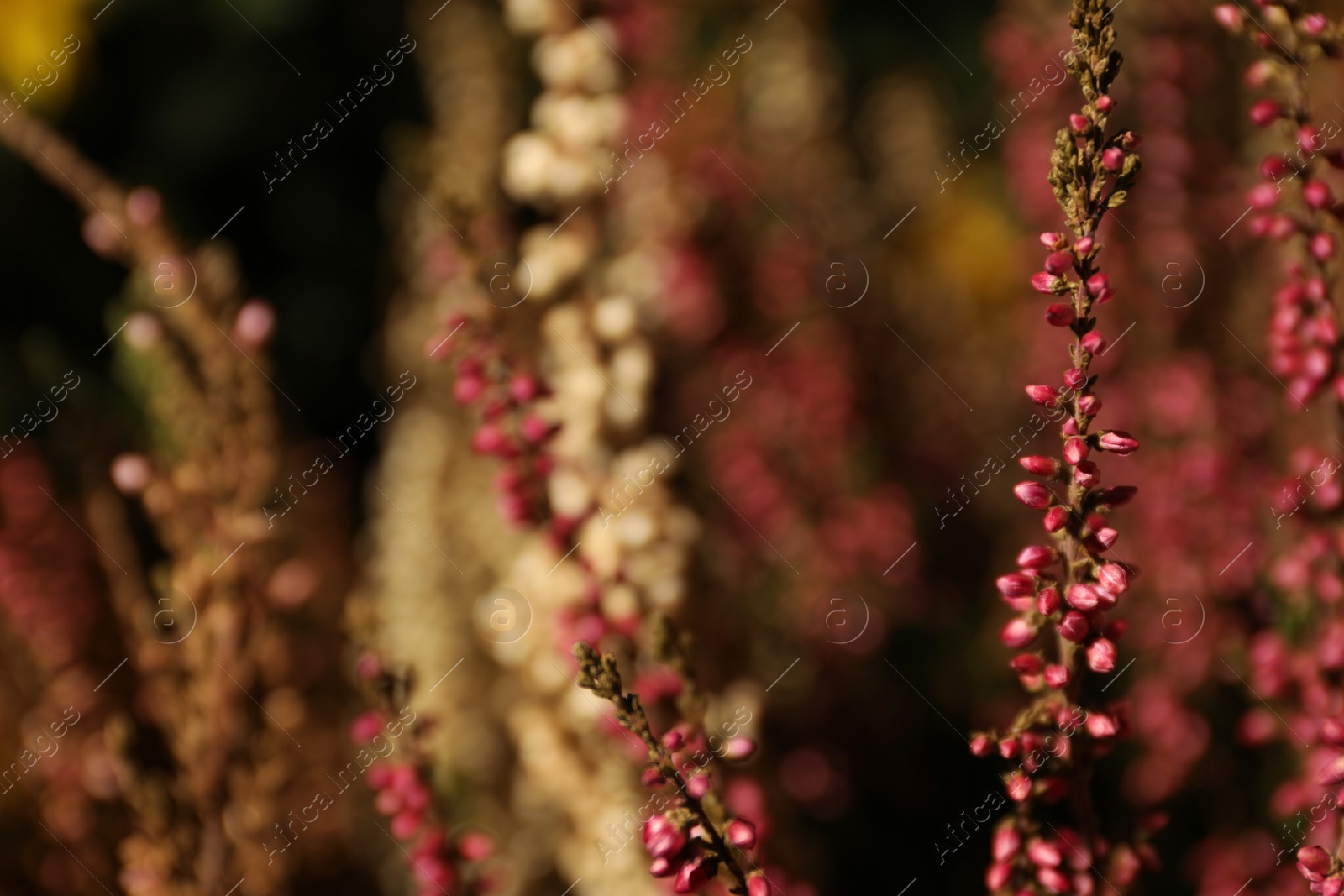 Photo of Heather twigs with beautiful flowers on blurred background, closeup