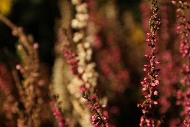 Heather twigs with beautiful flowers on blurred background, closeup