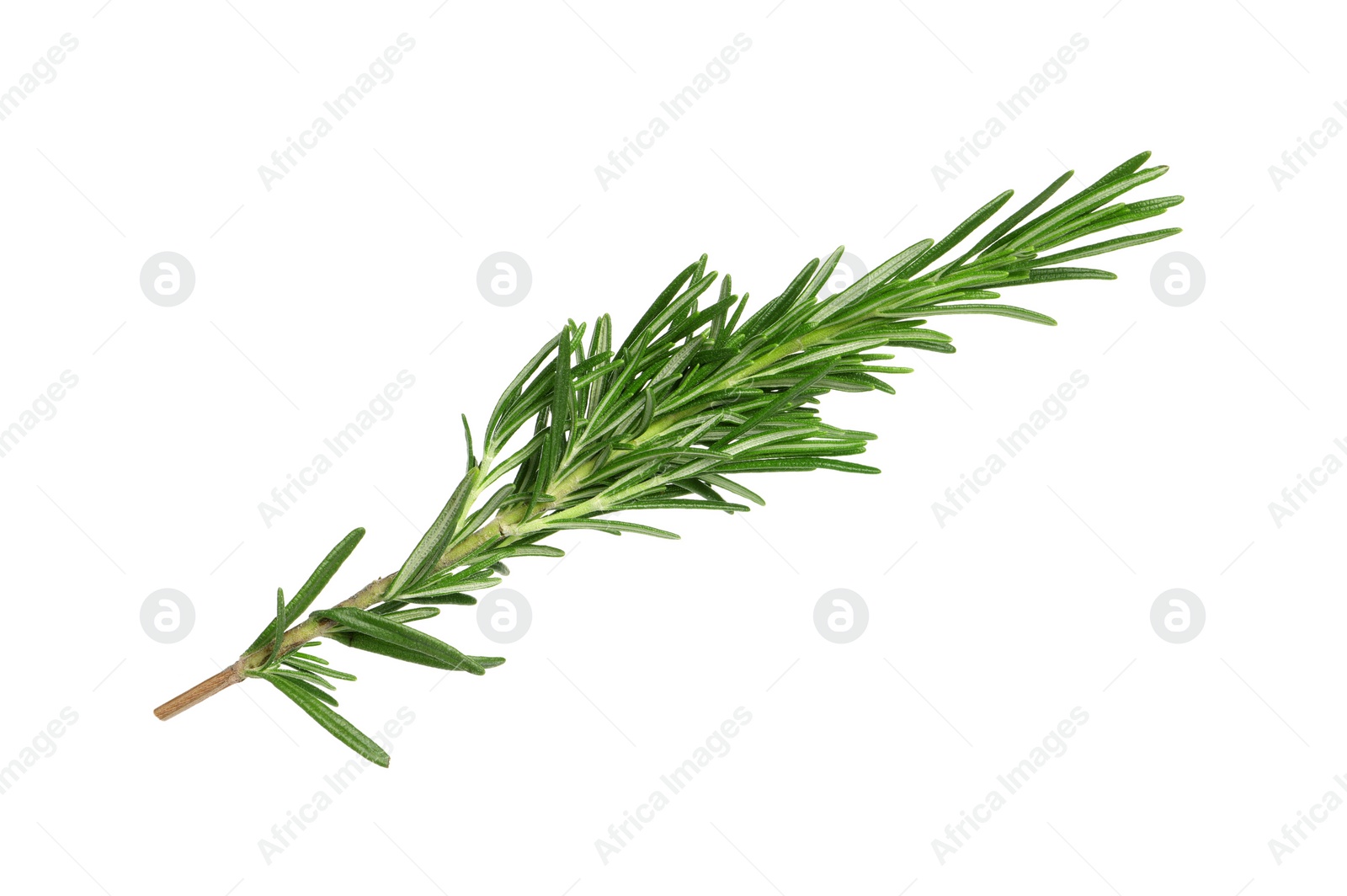 Photo of Sprig of fresh rosemary isolated on white