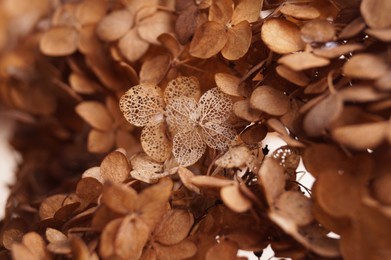 Photo of Closeup view of beautiful dried hortensia flowers