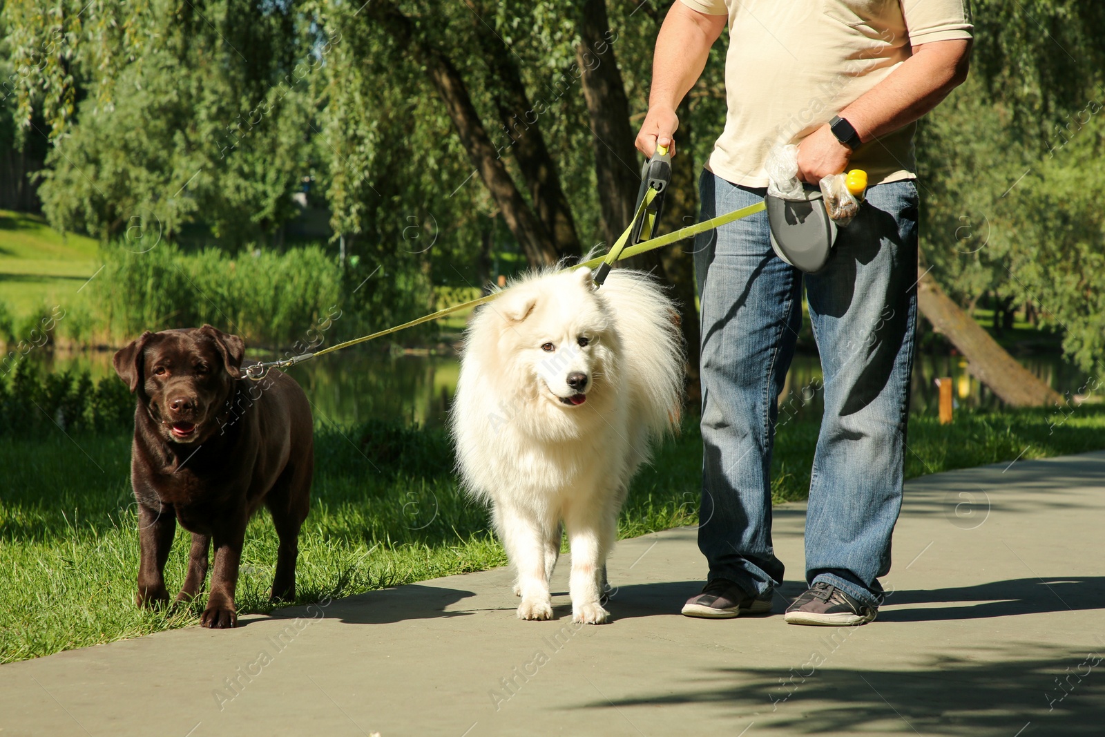 Photo of Man walking with dogs in park, closeup