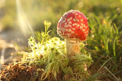 Photo of One poisonous mushroom growing in forest on sunny day, closeup. Space for text