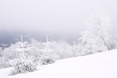 Photo of Picturesque view of trees covered with hoarfrost in snowy mountains on winter day