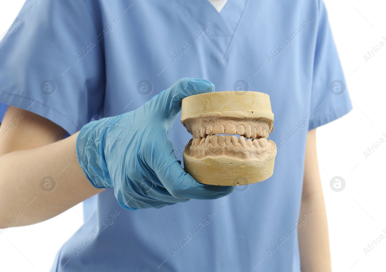 Photo of Doctor holding dental model with jaws on white background, closeup. Cast of teeth