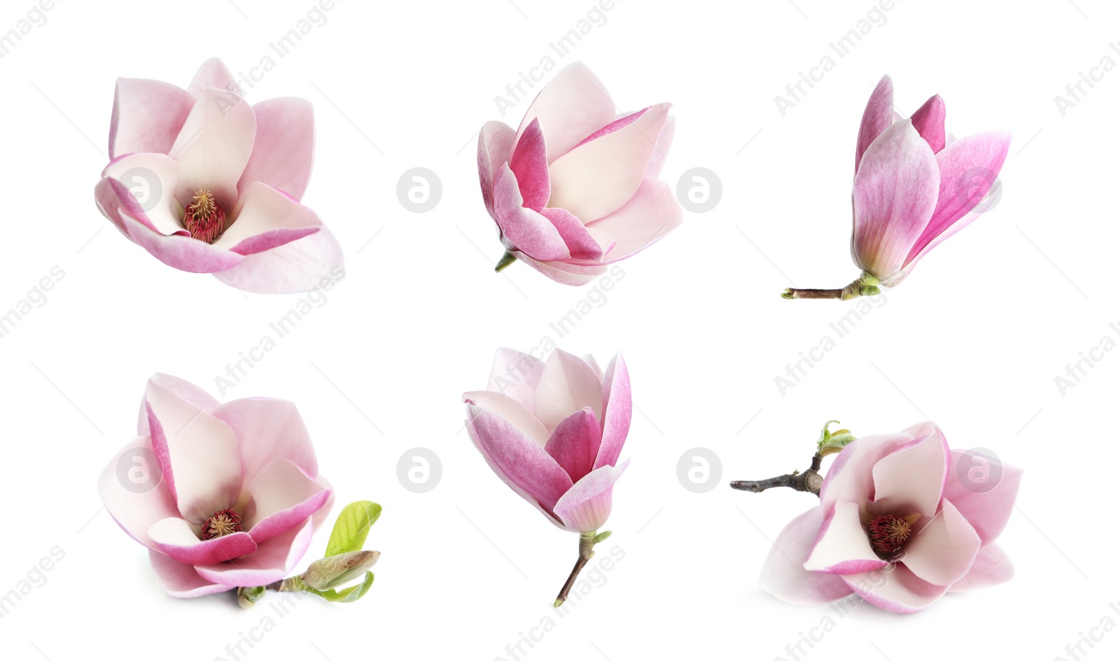 Image of Set with beautiful magnolia flowers on white background. Spring blossom