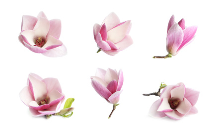 Image of Set with beautiful magnolia flowers on white background. Spring blossom