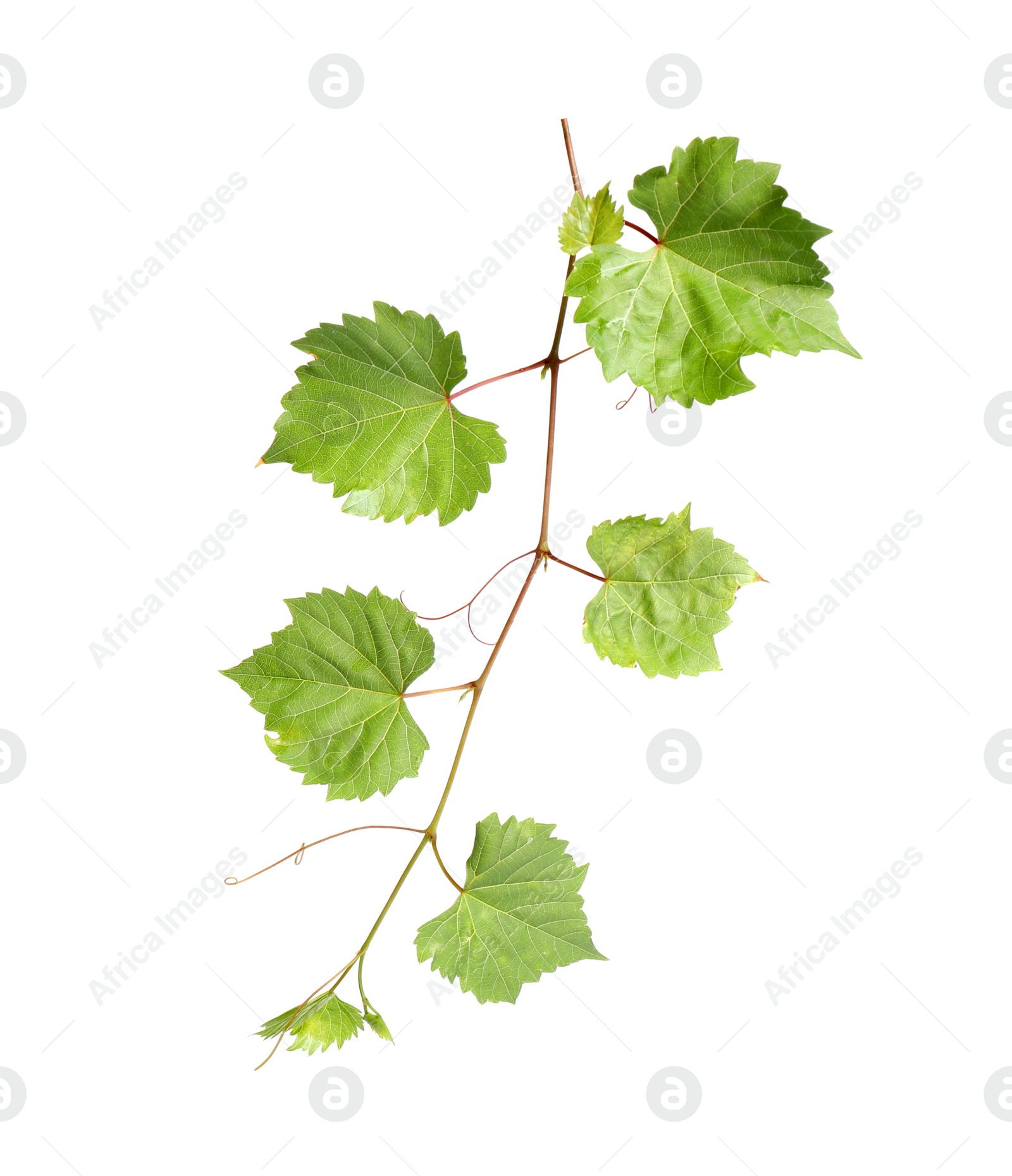 Photo of Fresh green grape leaves on white background