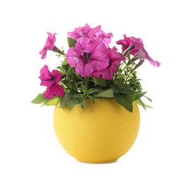 Photo of Beautiful petunia flowers in plant pot isolated on white