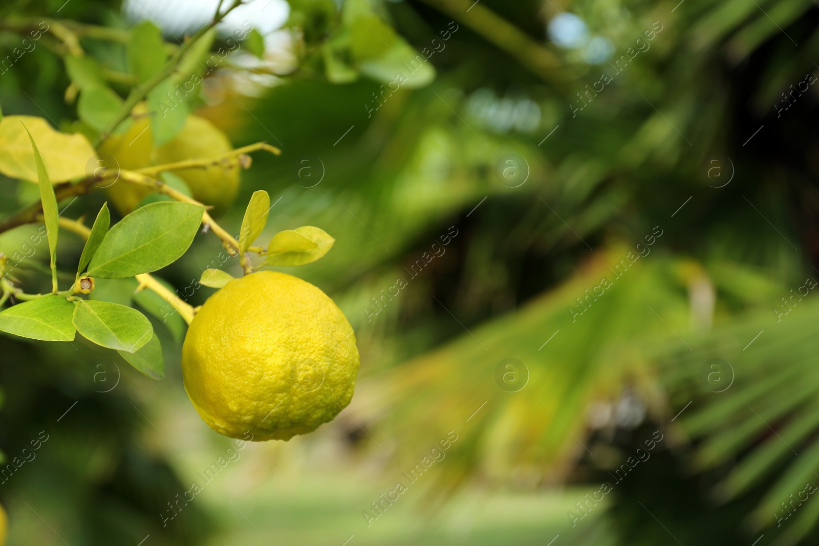 Photo of Fresh ripe trifoliate orange growing on tree outdoors, closeup. Space for text