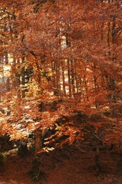 Beautiful landscape with autumn forest and fallen leaves on ground