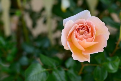 Photo of Beautiful blooming rose bush outdoors, closeup. Space for text