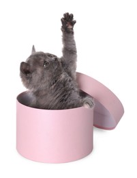 Photo of Cute little grey kitten playing with pink box on white background