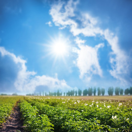 Picturesque view of blooming potato field against blue sky with fluffy clouds. Organic farming