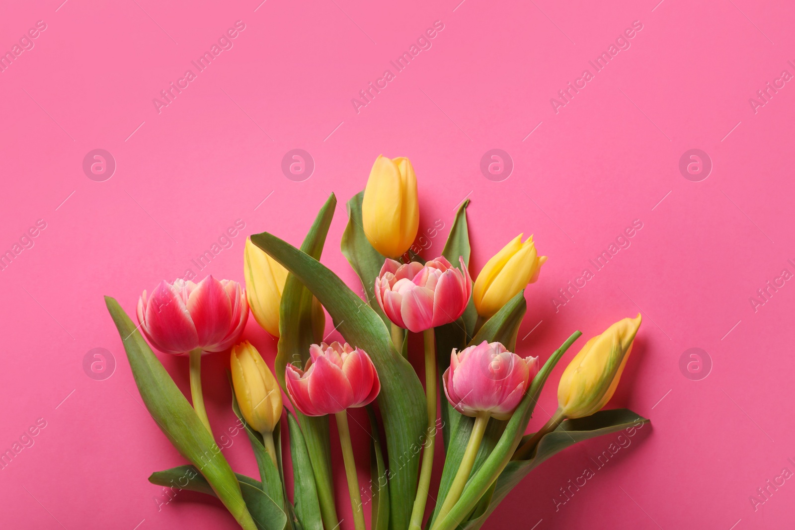 Photo of Many beautiful tulips on pink background, flat lay. Space for text