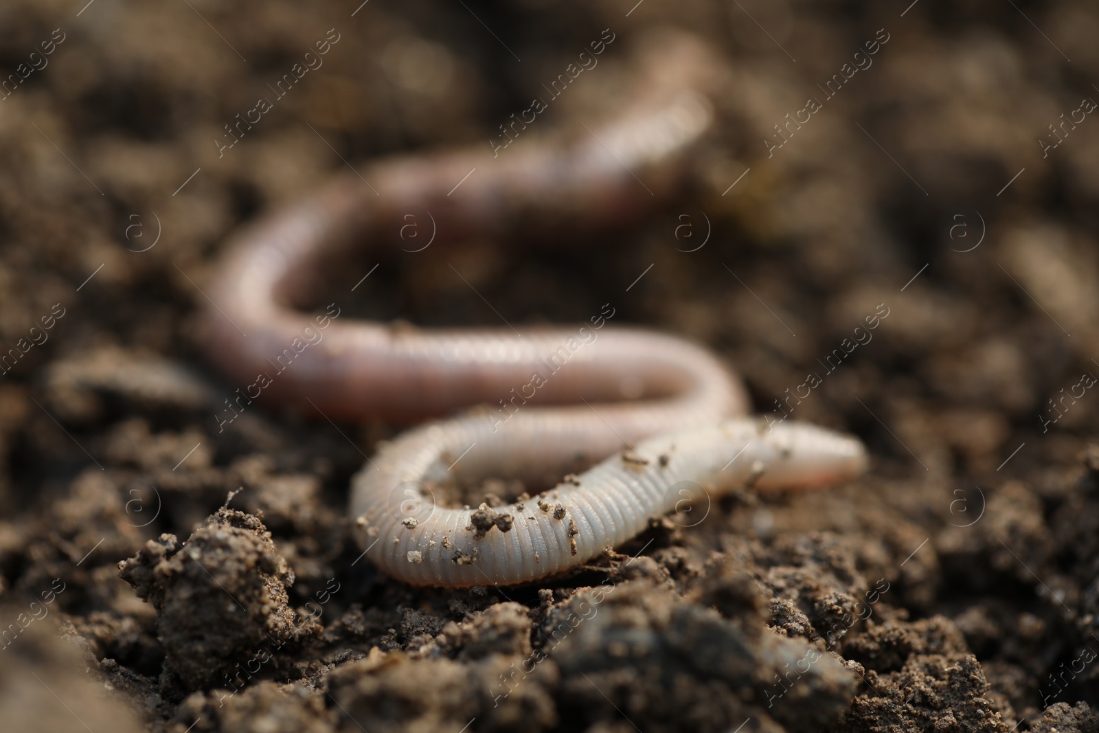 Photo of One worm on wet soil, closeup. Terrestrial invertebrates