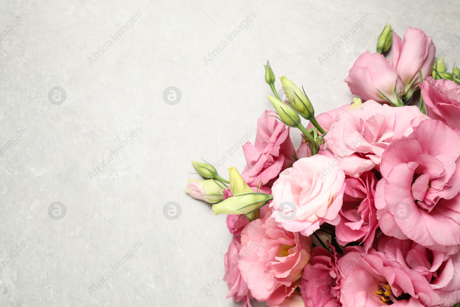 Photo of Beautiful bouquet of pink Eustoma flowers on light grey background, top view. Space for text