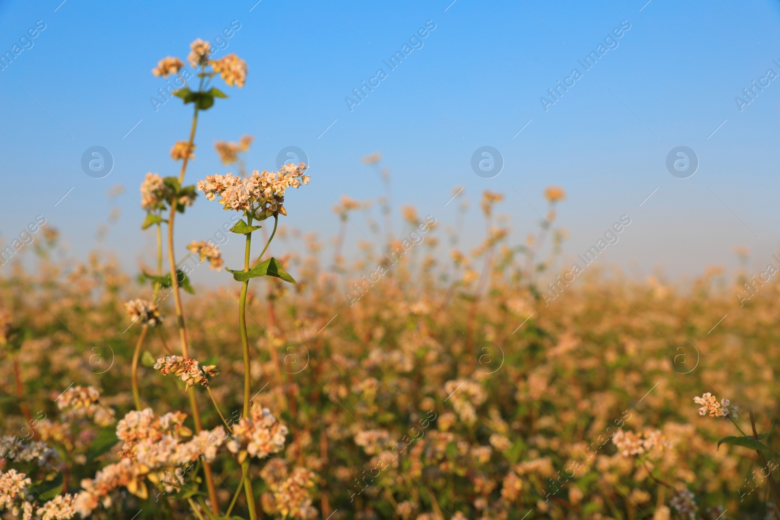 Photo of Beautiful blossoming buckwheat field on sunny day, closeup view