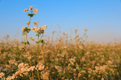 Beautiful blossoming buckwheat field on sunny day, closeup view
