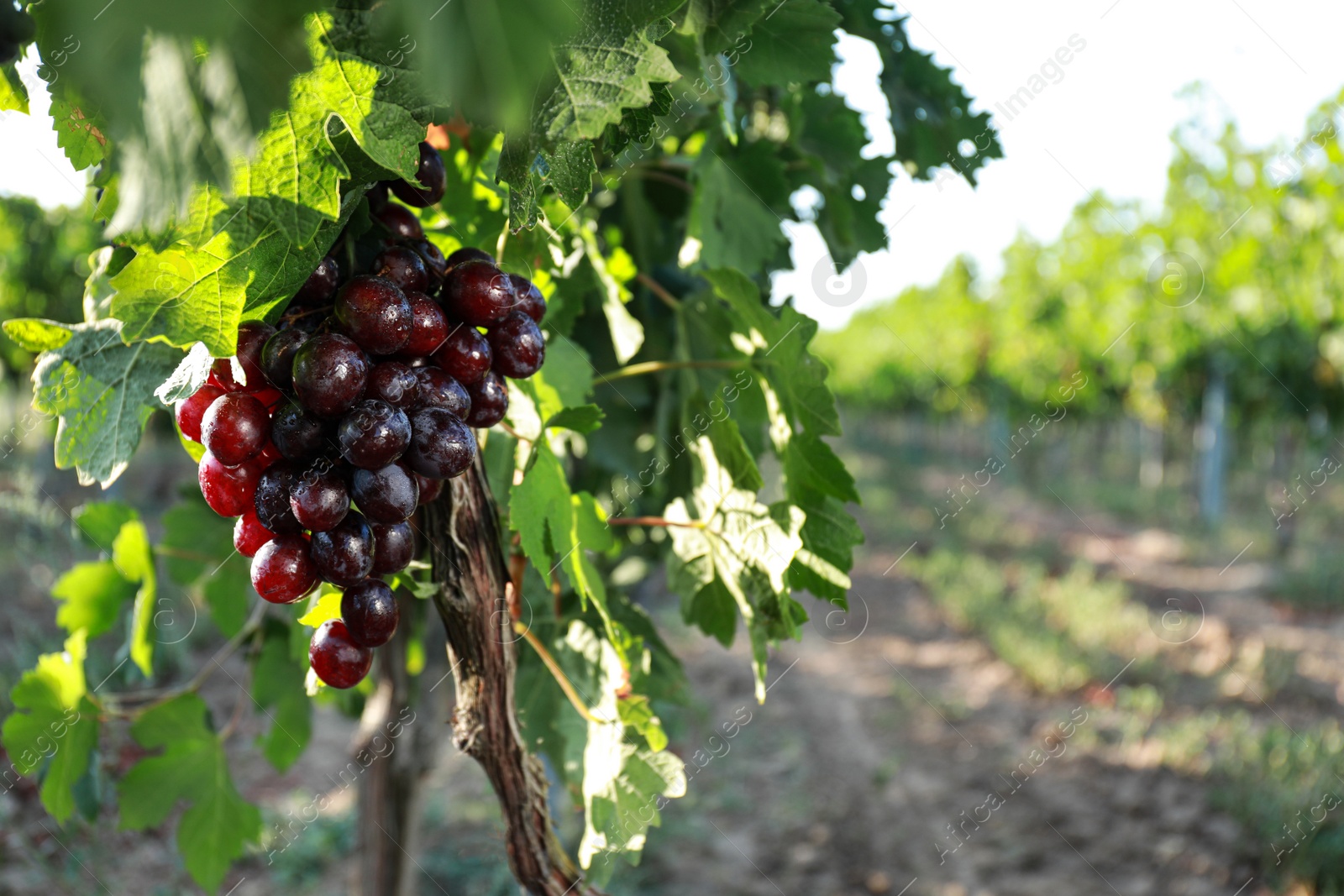 Photo of Fresh ripe juicy grapes growing on branch in vineyard