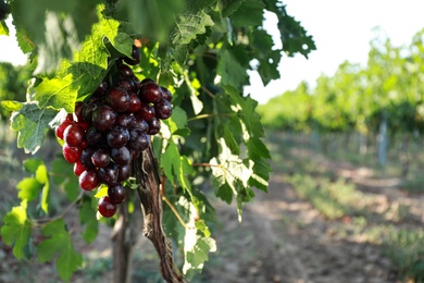 Photo of Fresh ripe juicy grapes growing on branch in vineyard