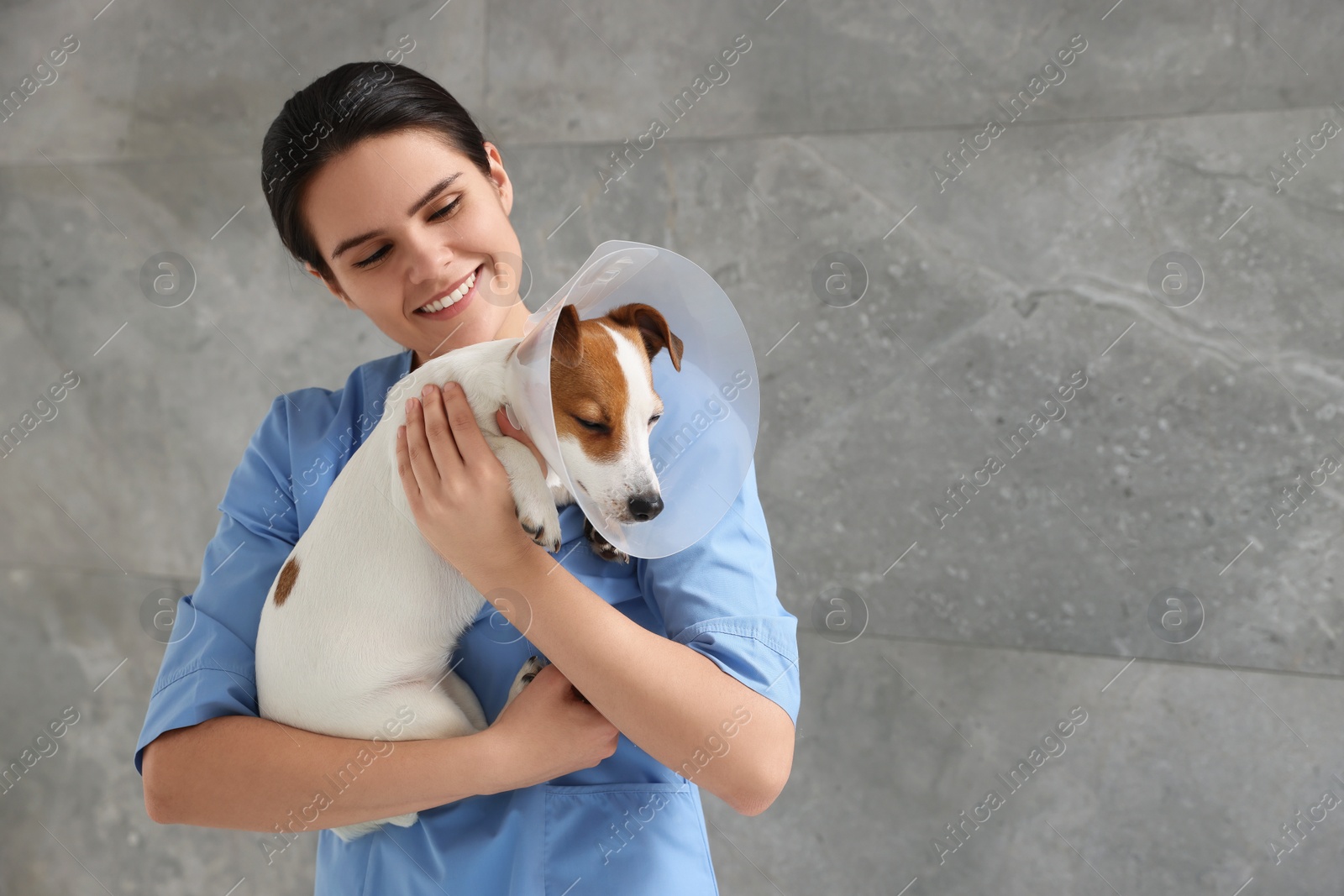 Photo of Veterinarian and cute Jack Russell Terrier dog wearing medical plastic collar near gray wall