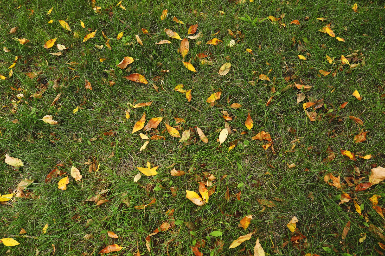 Photo of Fallen autumn leaves on grass, closeup view