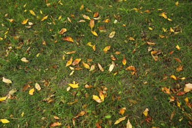 Photo of Fallen autumn leaves on grass, closeup view