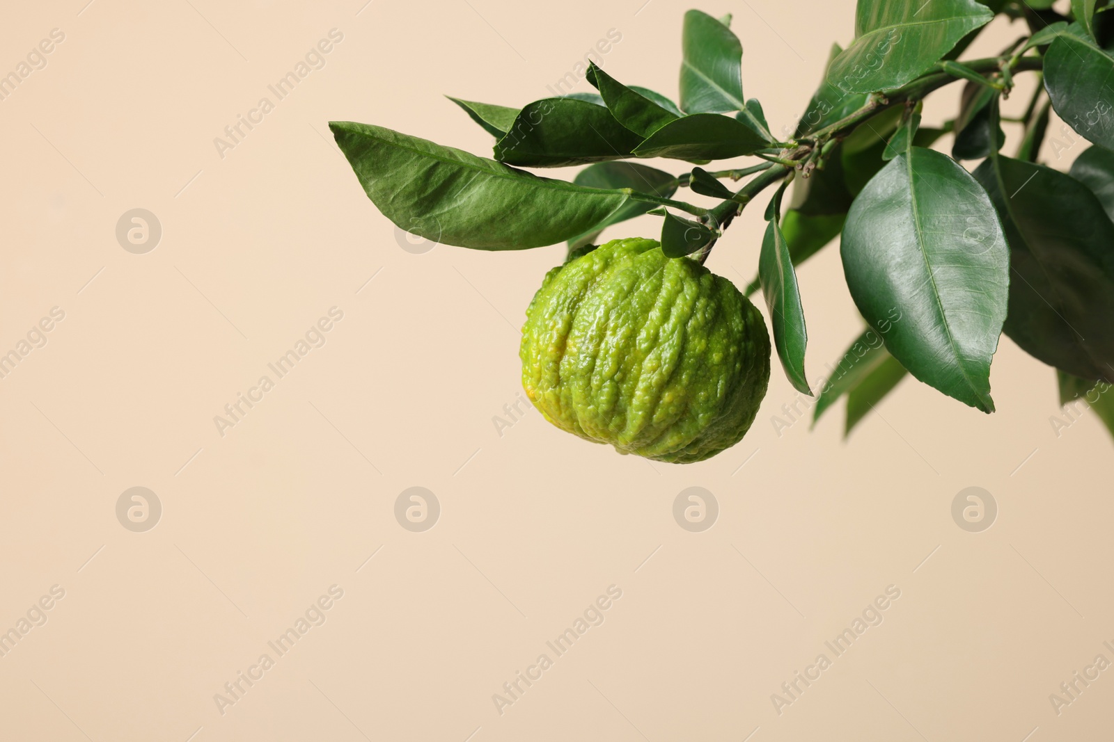 Photo of Bergamot tree branch with fruit on beige background. Space for text