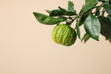 Bergamot tree branch with fruit on beige background. Space for text