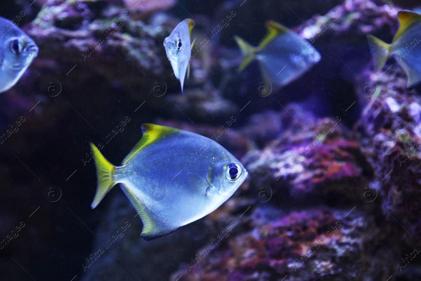 Photo of Beautiful silver moony fish in clear aquarium