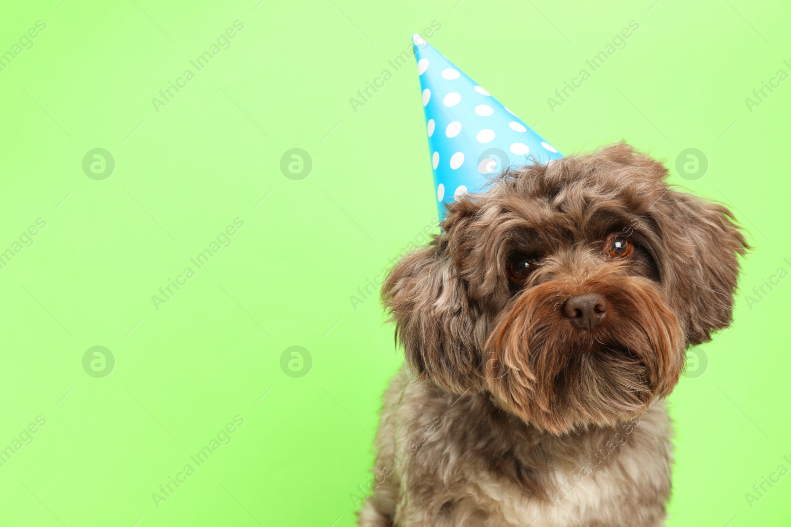 Photo of Cute Maltipoo dog wearing party hat on green background, space for text. Lovely pet