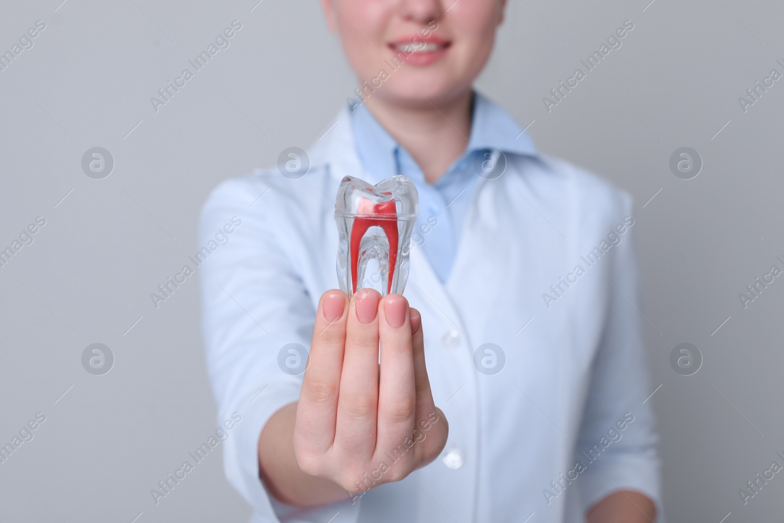 Photo of Dental assistant holding tooth model on light grey background, closeup