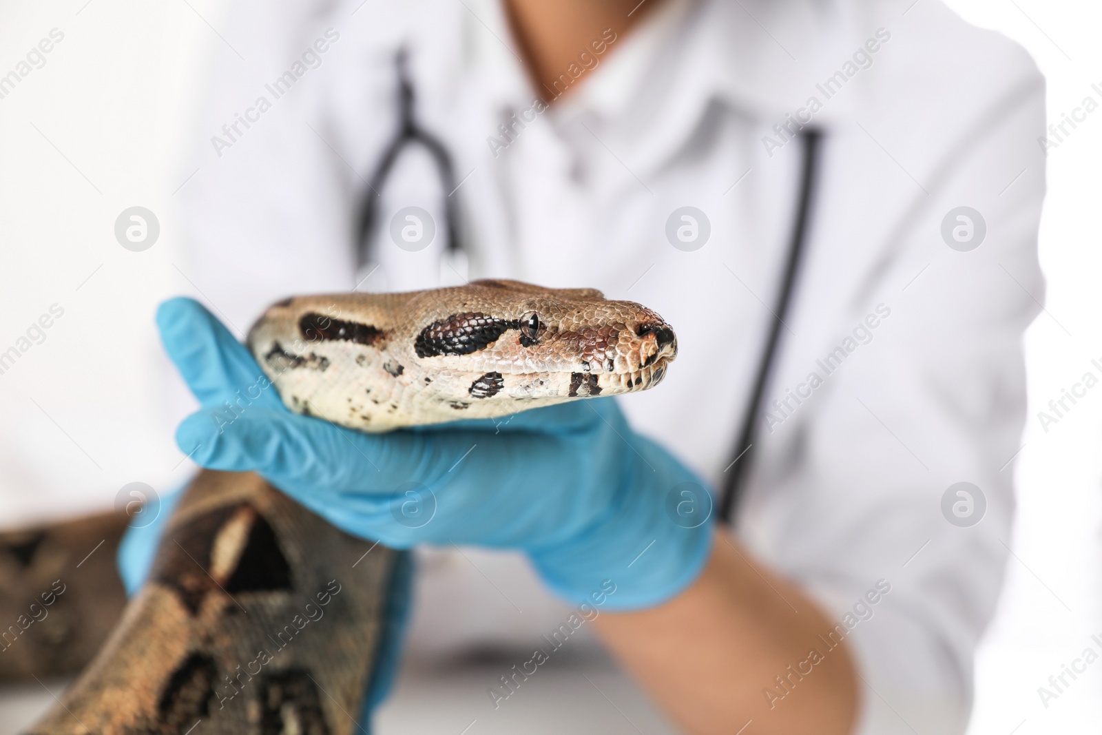 Photo of Female veterinarian examining boa constrictor in clinic, closeup